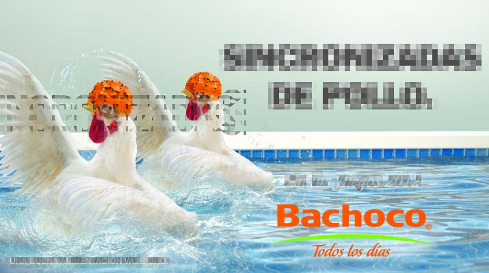 bachoco1