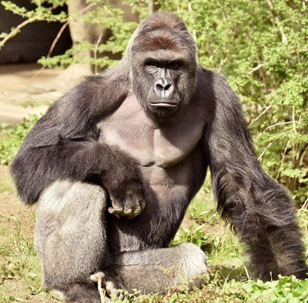 Harambe, el gorila que murió en el zológico de Cincinnati. Imagen: Mirror.