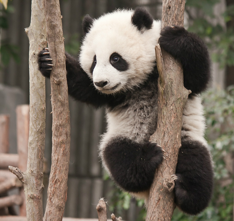 oso-panda-3