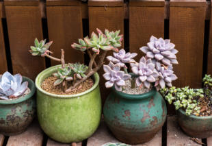 Rectangular arrangement of succulents; cactus succulents in a pl